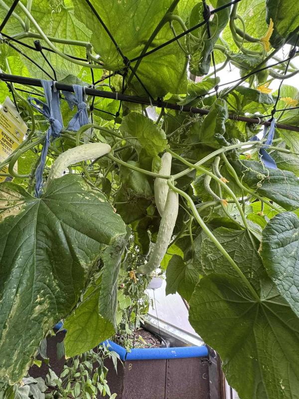 Loofah and cucumber climbing the trellis