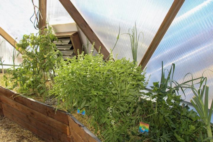 full sized basil plant with basil companion plants in a growing dome greenhouse