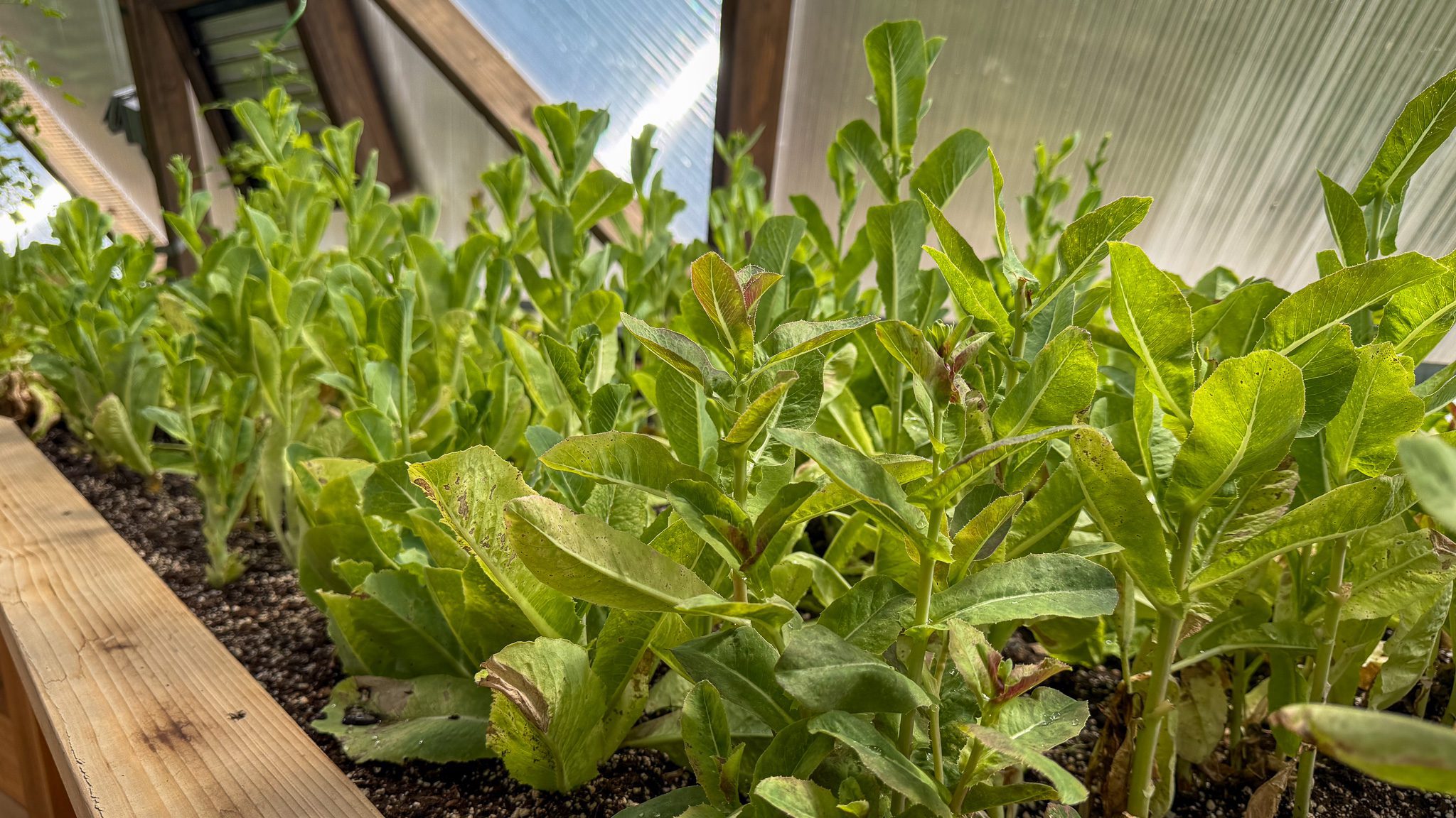 Lettuce that has started to bolt in a garden bed