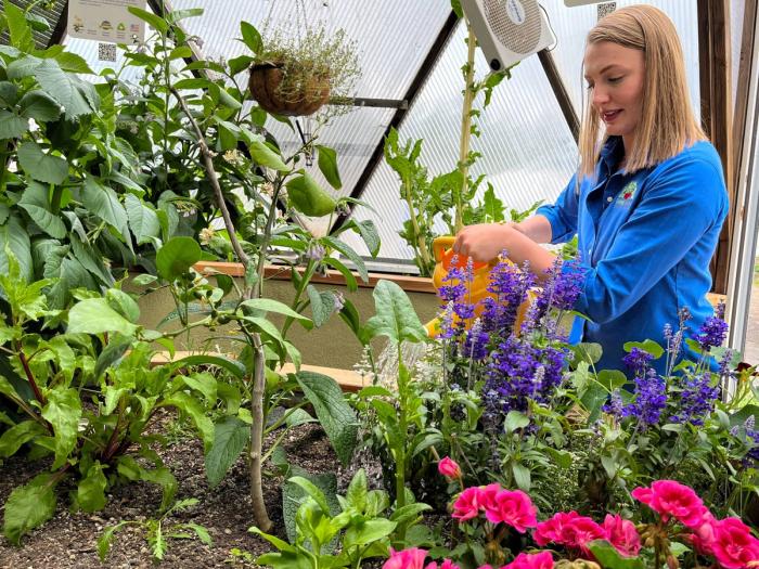 Hand watering with water out of the greenhouse above ground pond