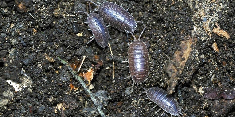 How To Get Rid of Pill Bugs image