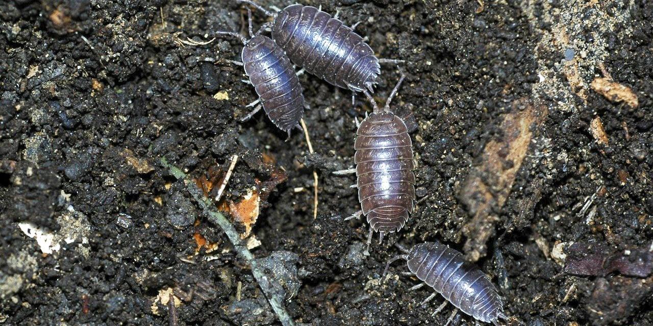 Pill Bug Control & Removal in Overland Park, KS