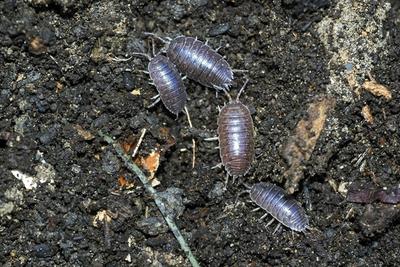 Pill Bug image
