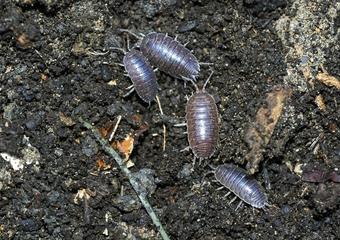 How To Get Rid of Pill Bugs image