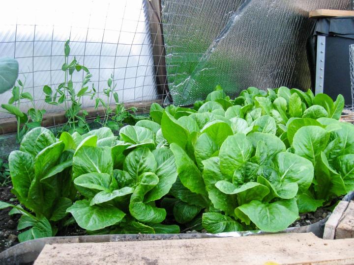 garden bed in dome