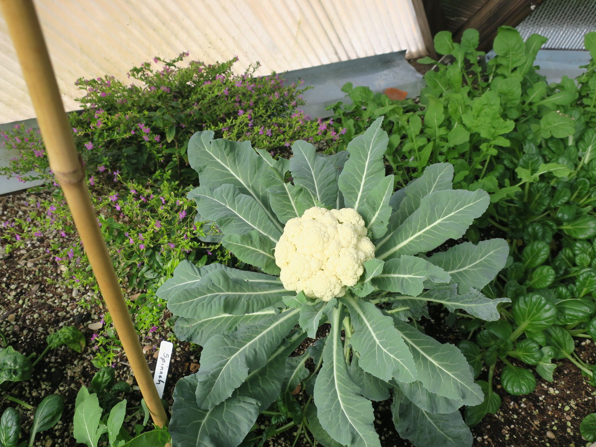 cauliflower plant growing in a raised bed inside a greenhouse