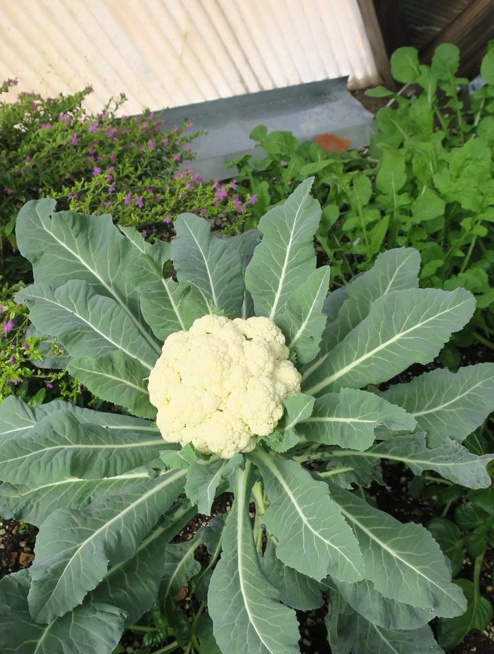 cauliflower plant growing in a raised bed inside a greenhouse