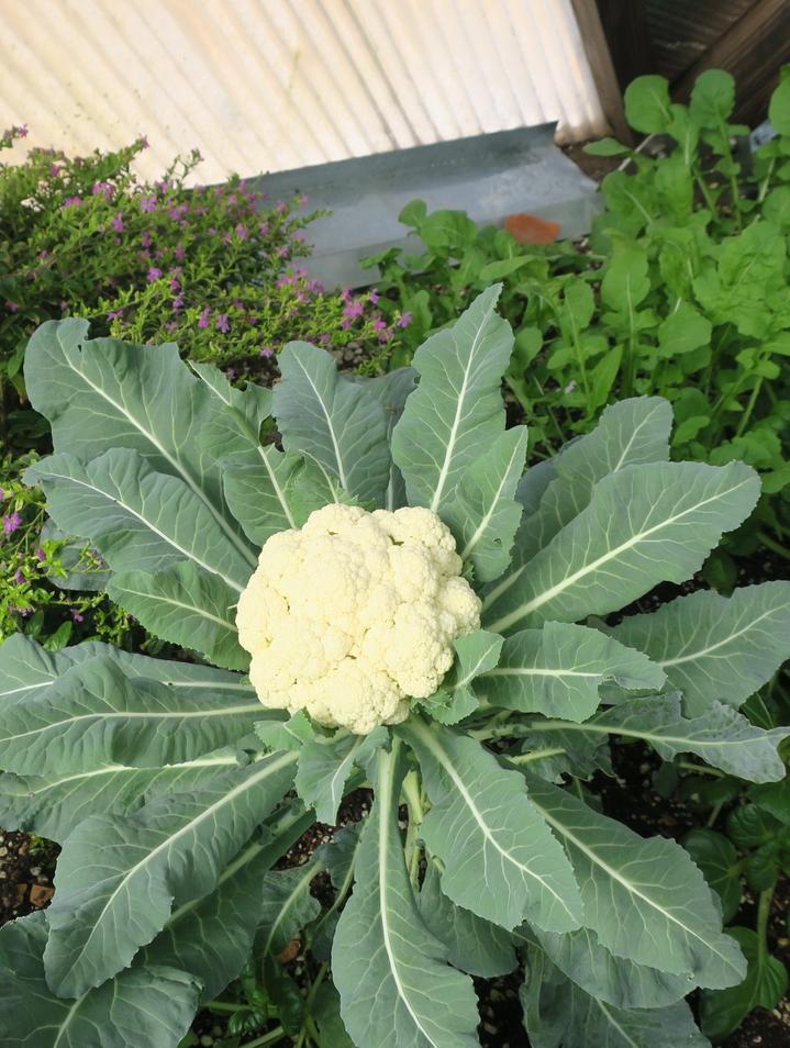 cauliflower plant growing in a raised bed inside a greenhouse