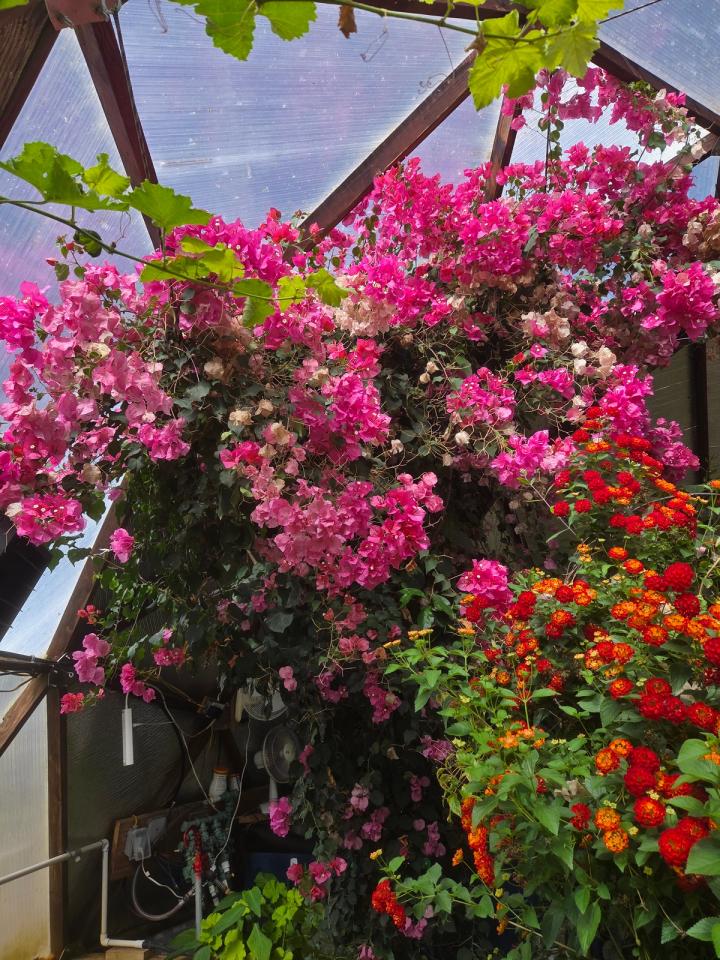 bougainvillea in Probst geodome