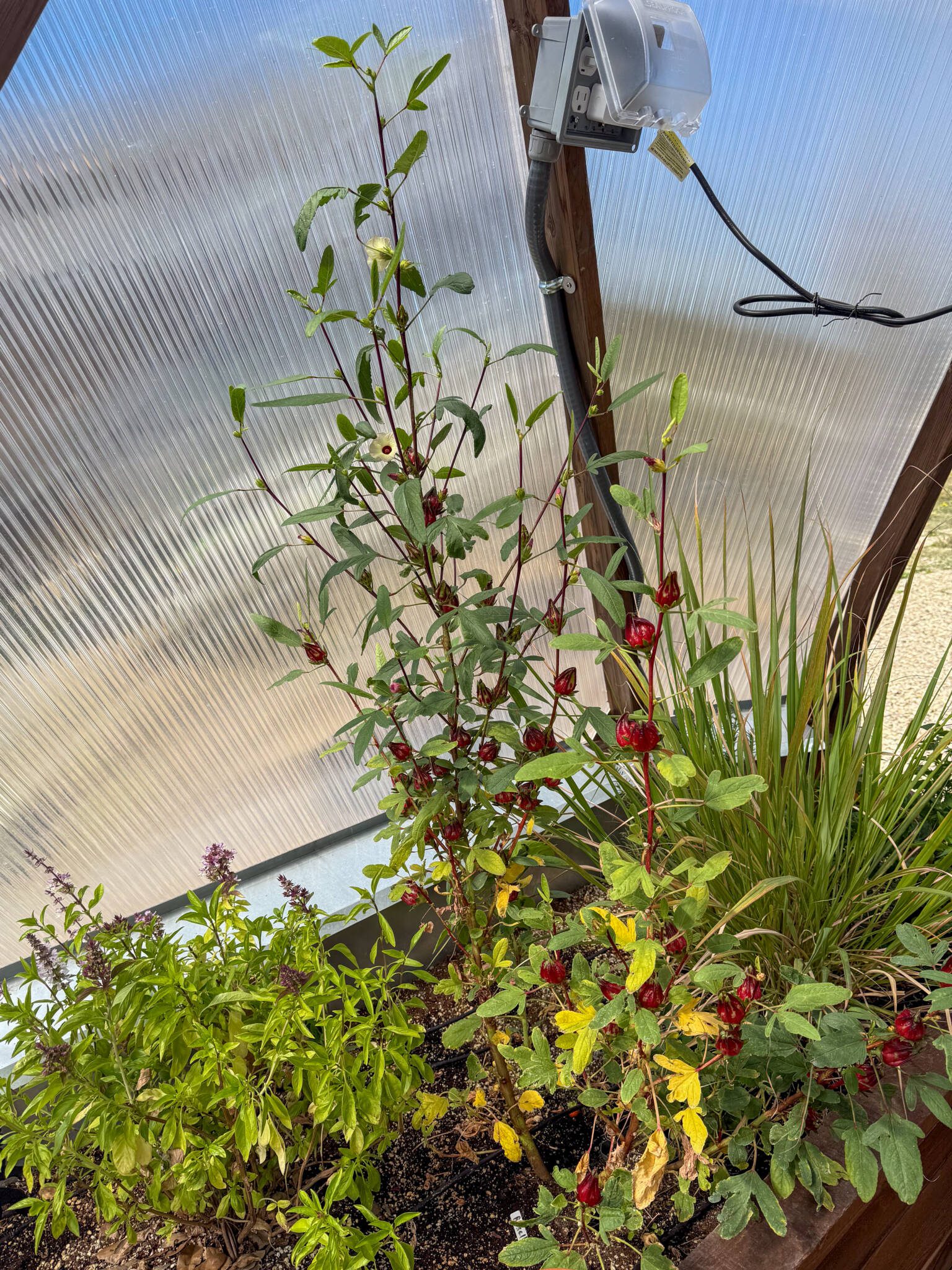 Red zinger tea plant with deep red buds and green leaves. Lemongrass and basil around the base.