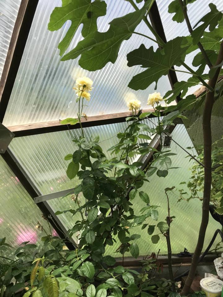 flowers in dome