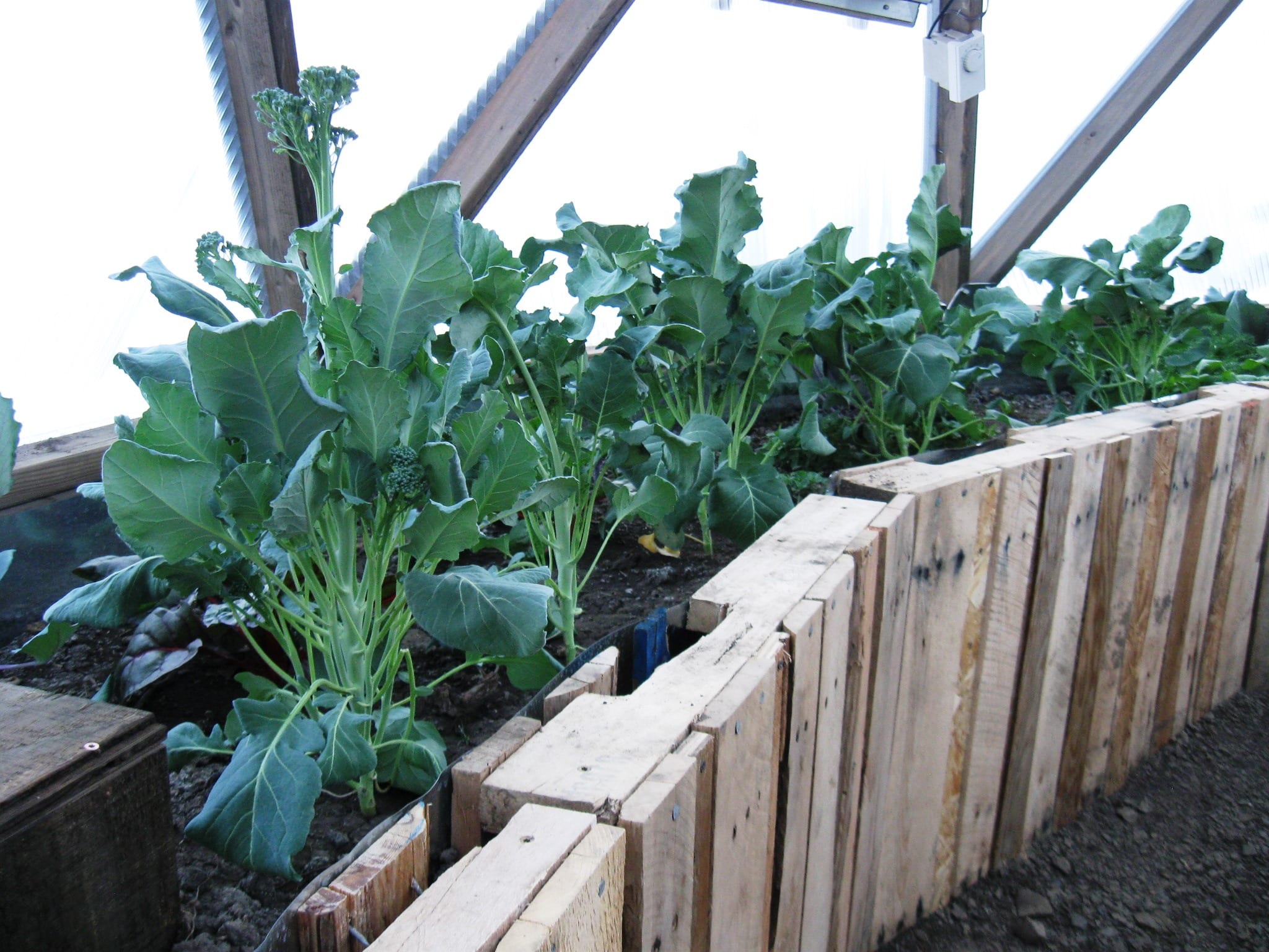 using wooden pallets for raised garden bed walls