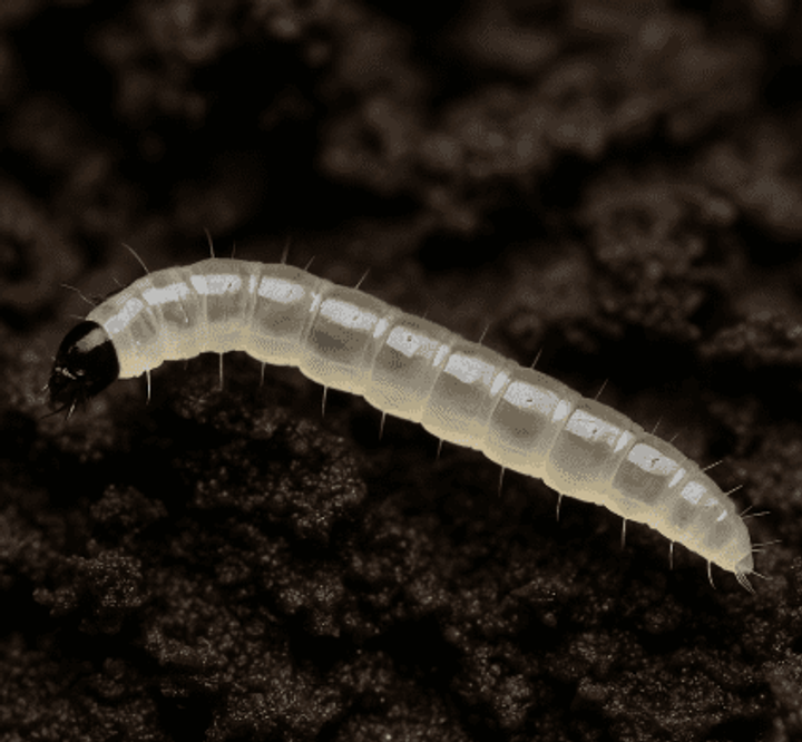 AI generated image of a fungus gnat larva