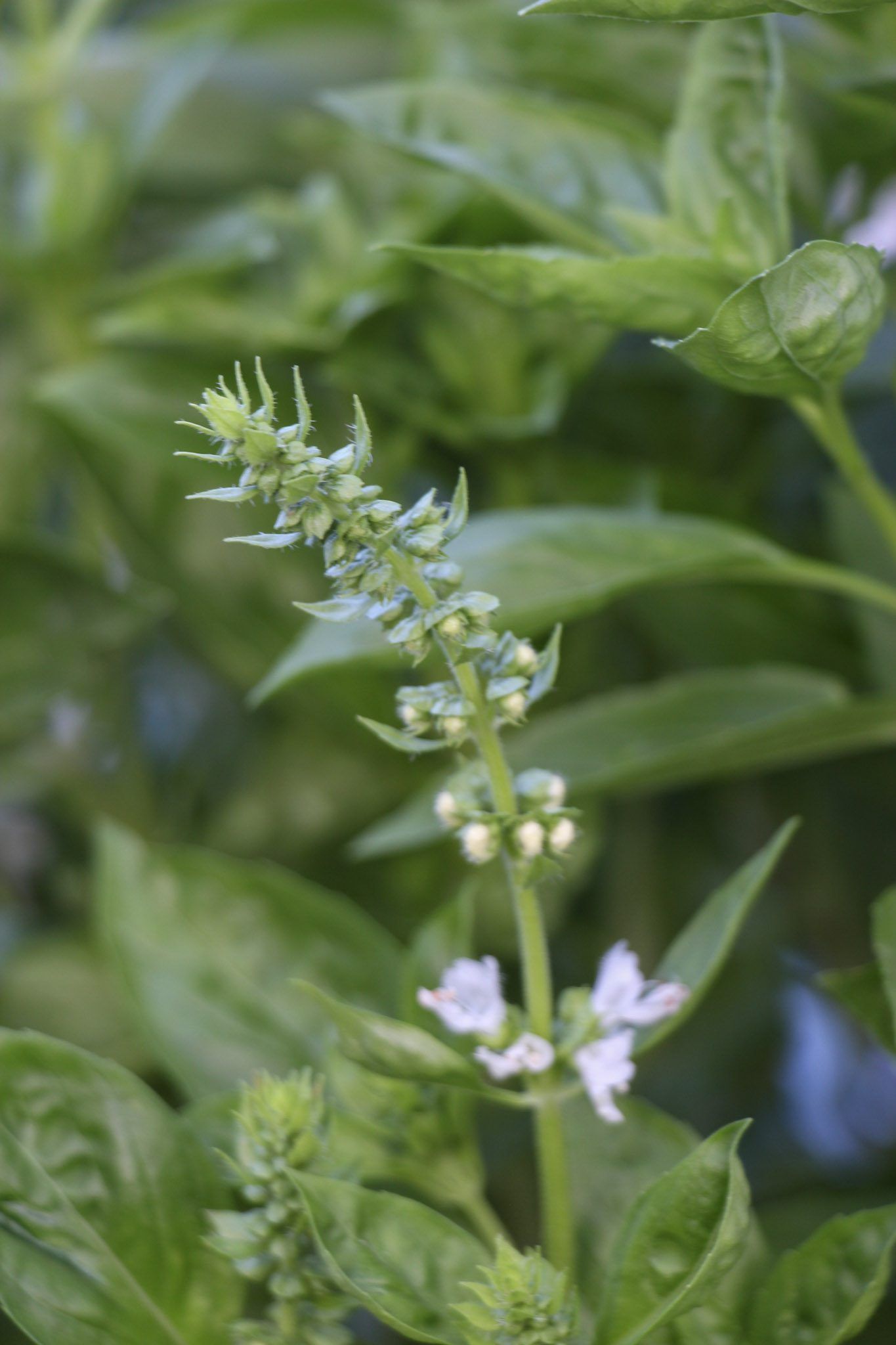 Growing Basil Plant going to seed