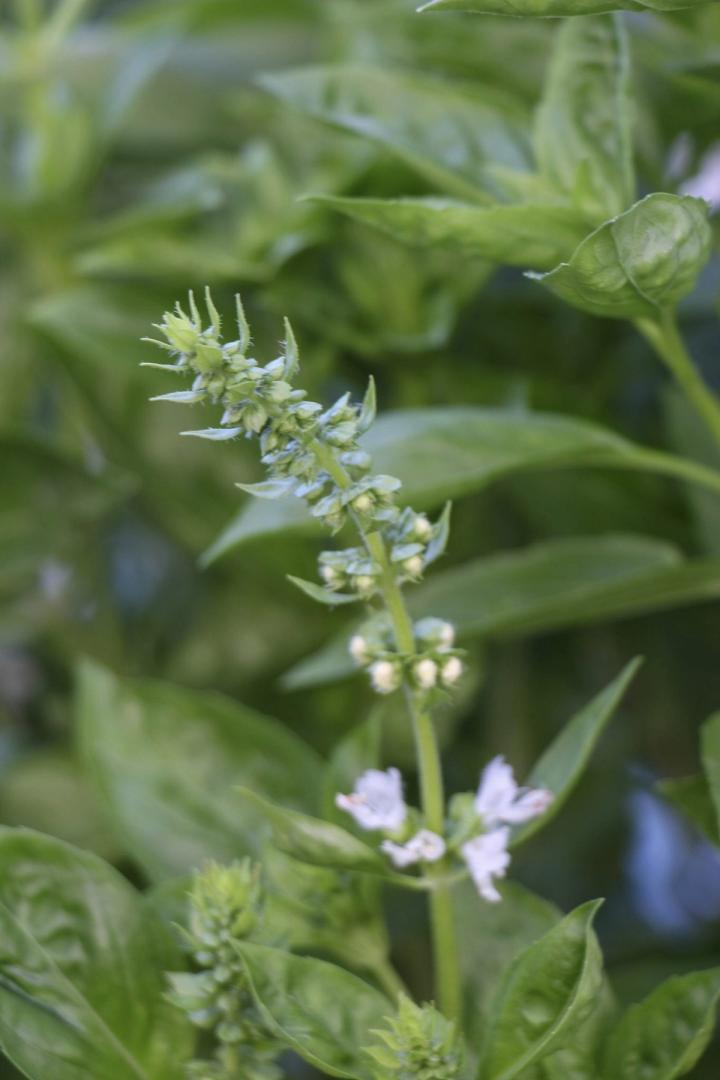 Growing Basil Plant going to seed