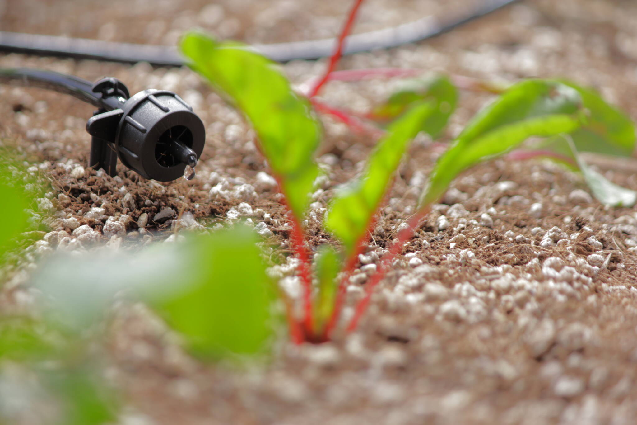 Drip irrigation emitter slowly dripping water onto a young chard plant