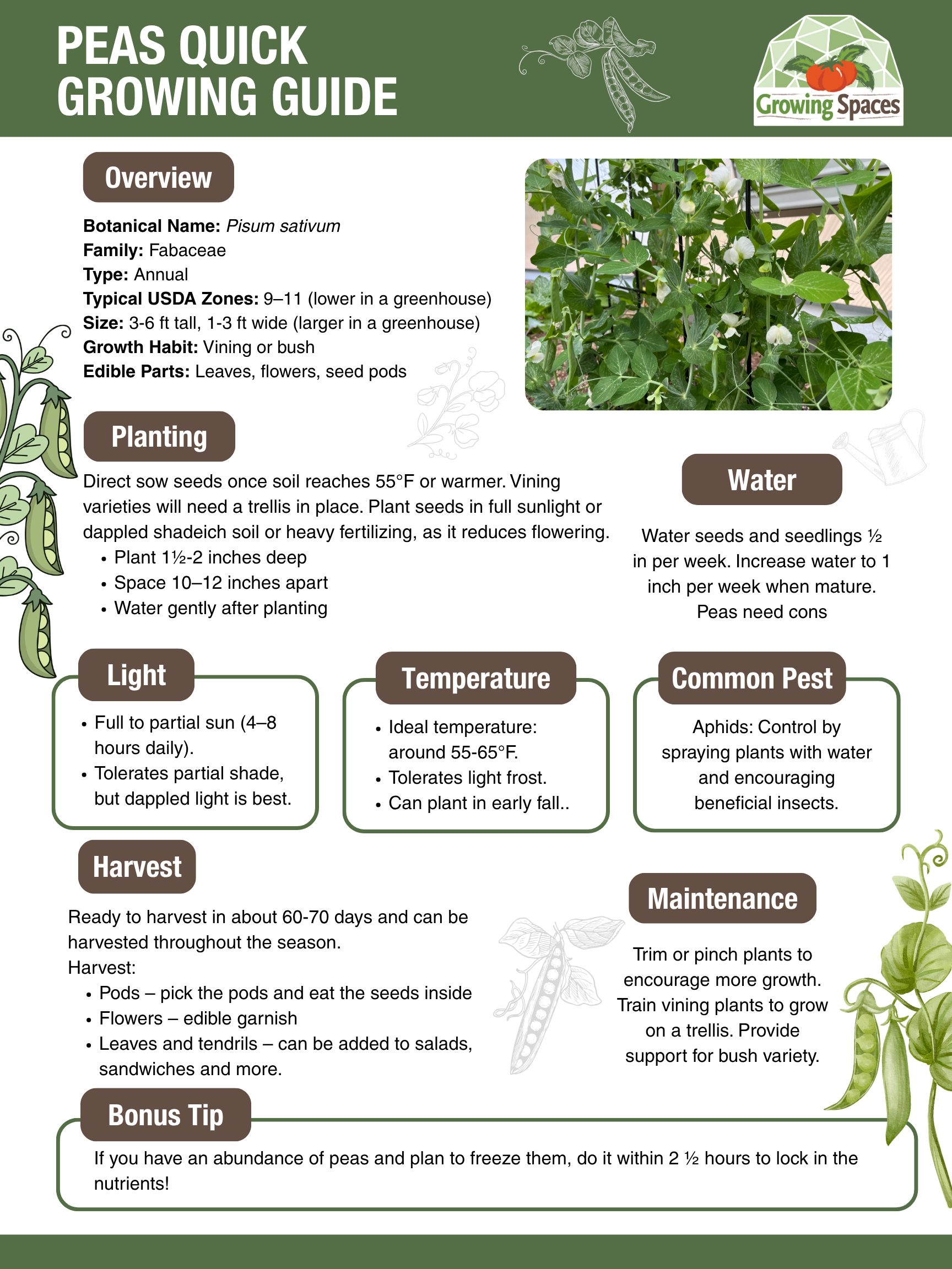 Pea Growing Guide image