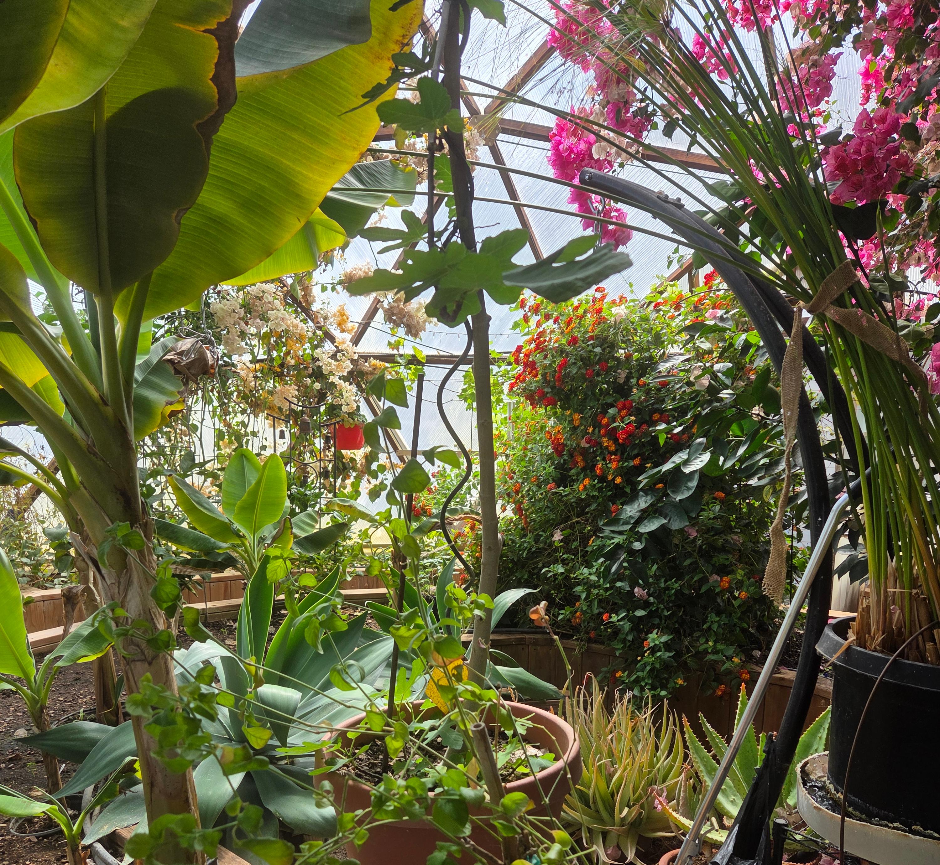 Banana plants and flowers filling a 26-foot Growing Dome in Nunn, Colorado