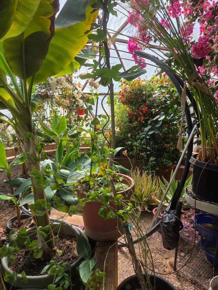 inside Janet Probst's dome banana trees and flowers grow to the top of the greenhouse