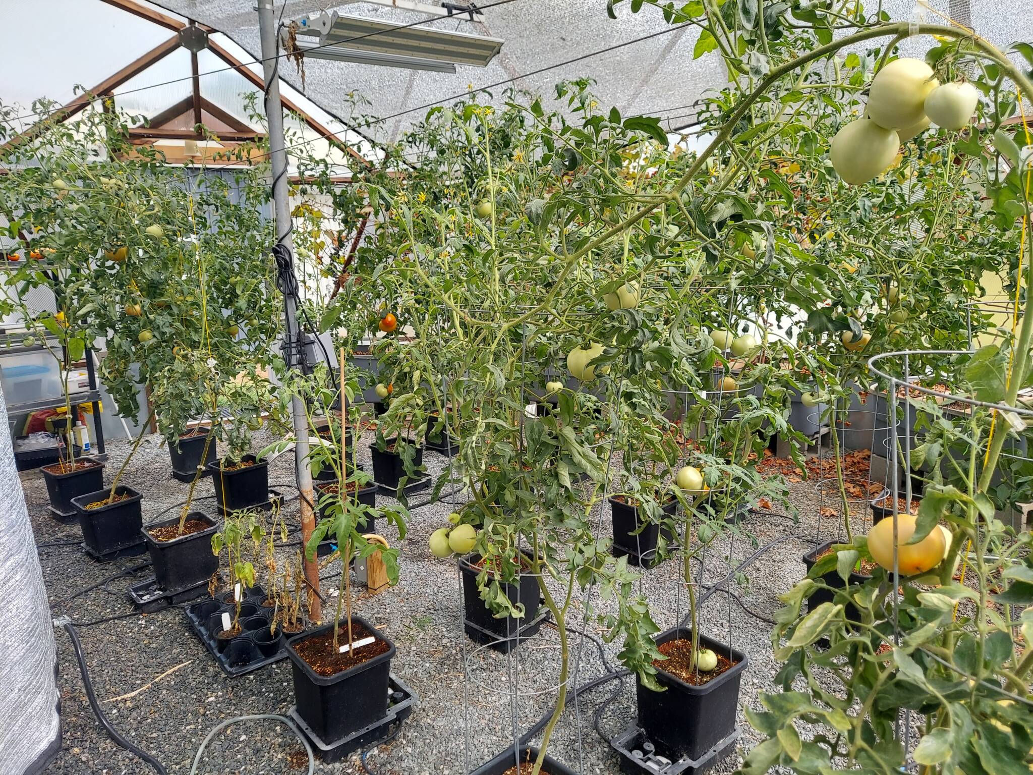 Many tall tomato plants full of fruit of varying ripeness growing in a Growing Dome using a greenhouse aquaponics system