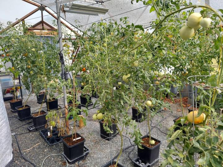 Many tall tomato plants full of fruit of varying ripeness growing in a Growing Dome using a greenhouse aquaponics system