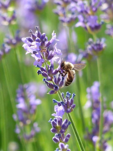bee on lavender Pixabay