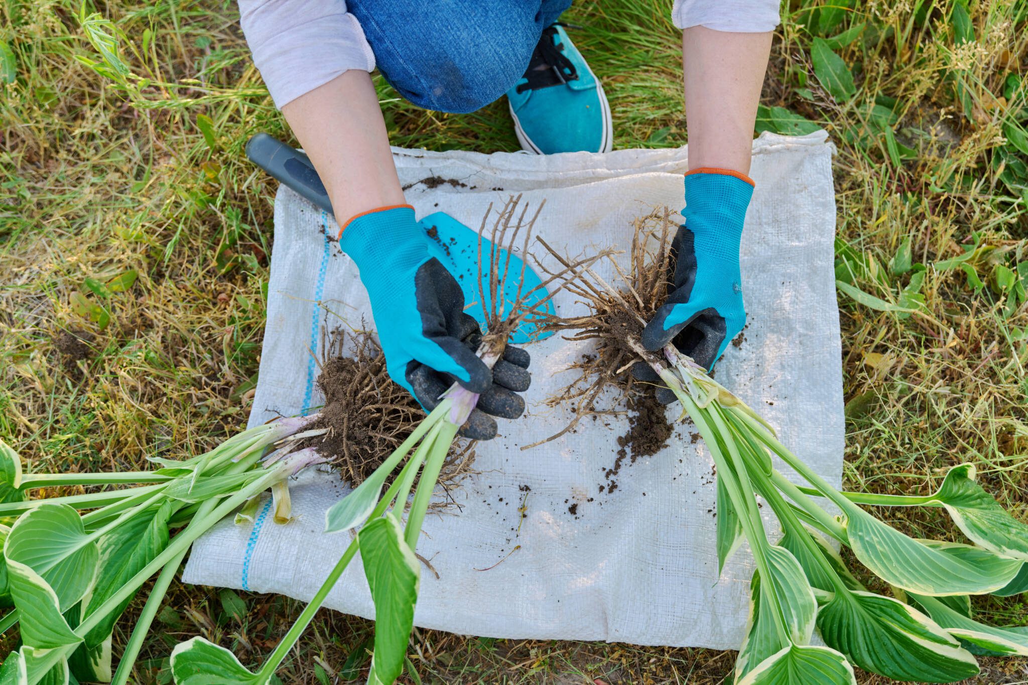 Close-up of woman doing spring division of hosta bush.