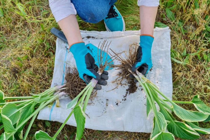 Close-up of woman doing spring division of hosta bush. 