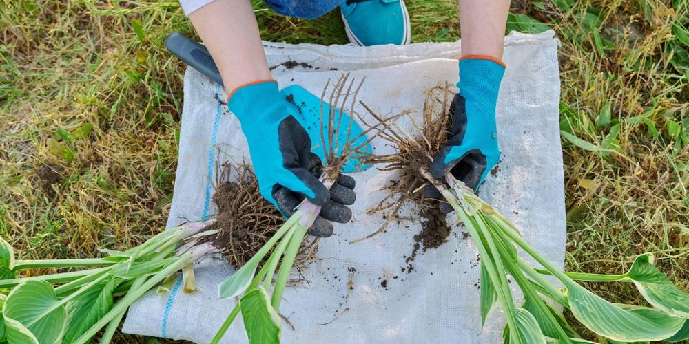 Close-up of woman doing spring division of hosta bush.