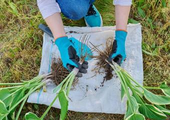 Close-up of woman doing spring division of hosta bush.