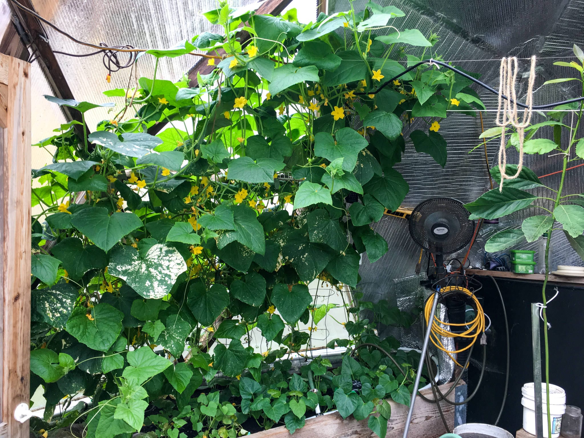 dome garden