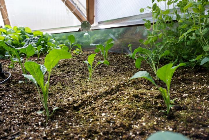healthy soil from good soil amendments