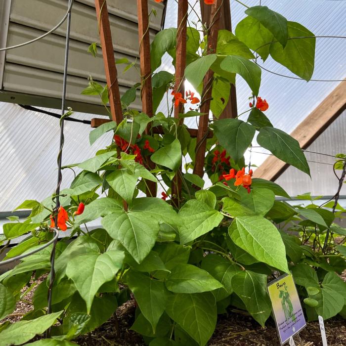 Scarlet Beans in our 42' Growing Dome
