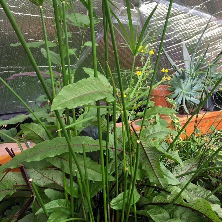 Bloody dock aka red-veined sorrel growing in a floating pond planter