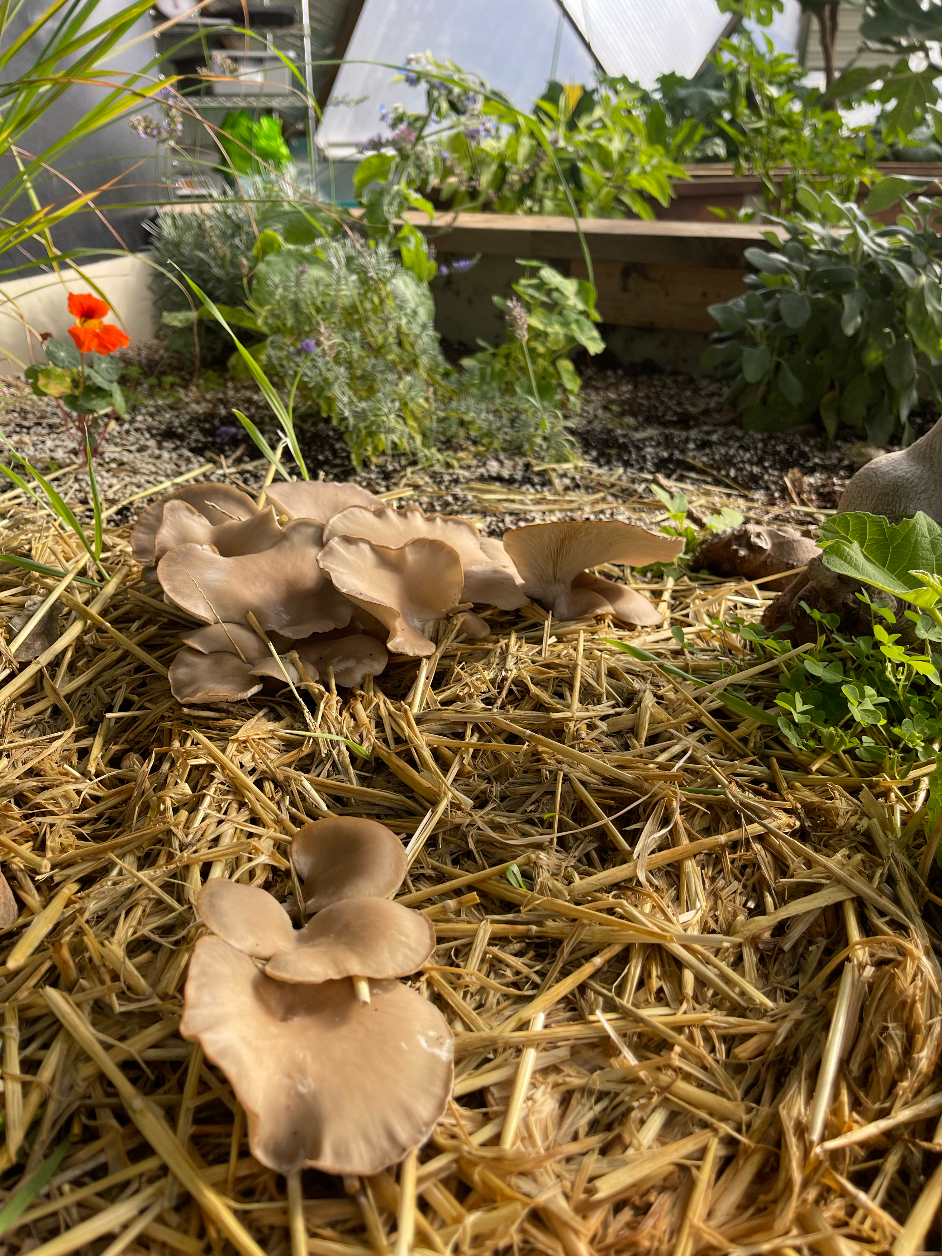 Mushrooms growing in a raised garden bed in a greenhouse