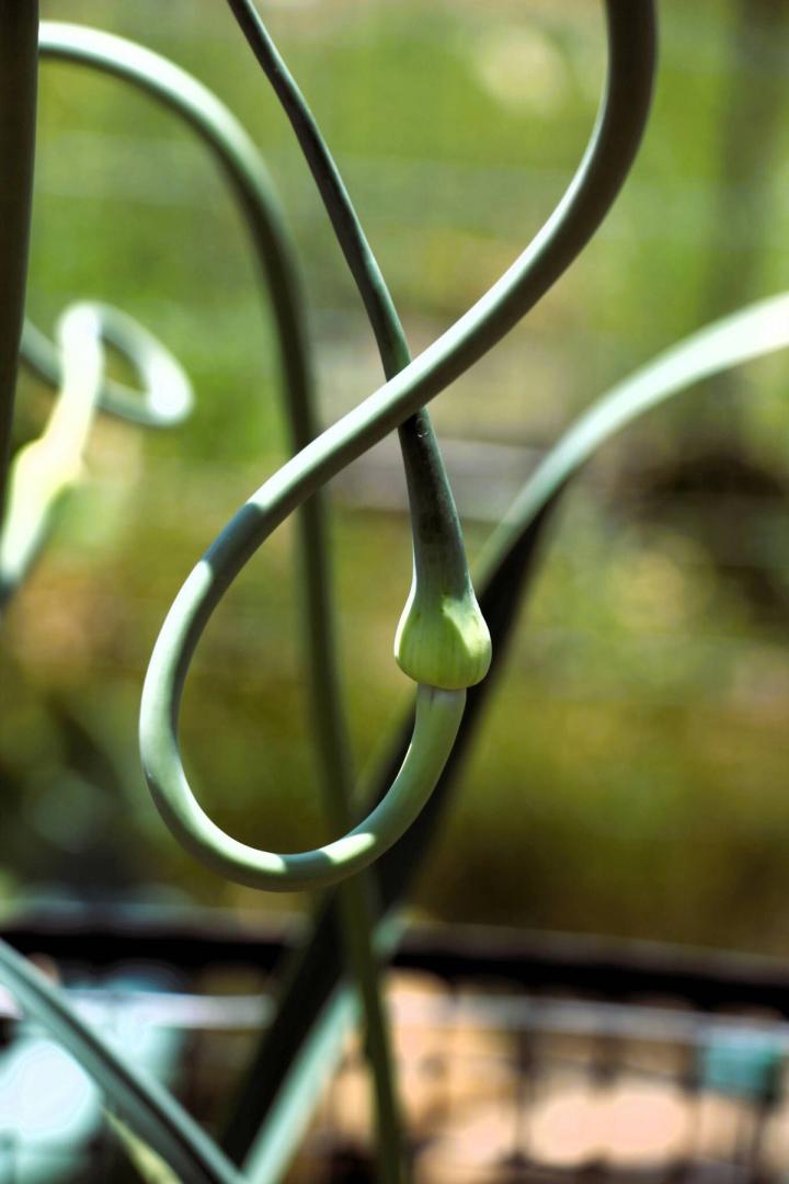 garlic scape