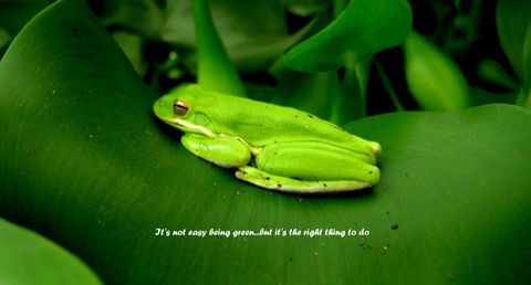 green tree frog on a leaf in the dome