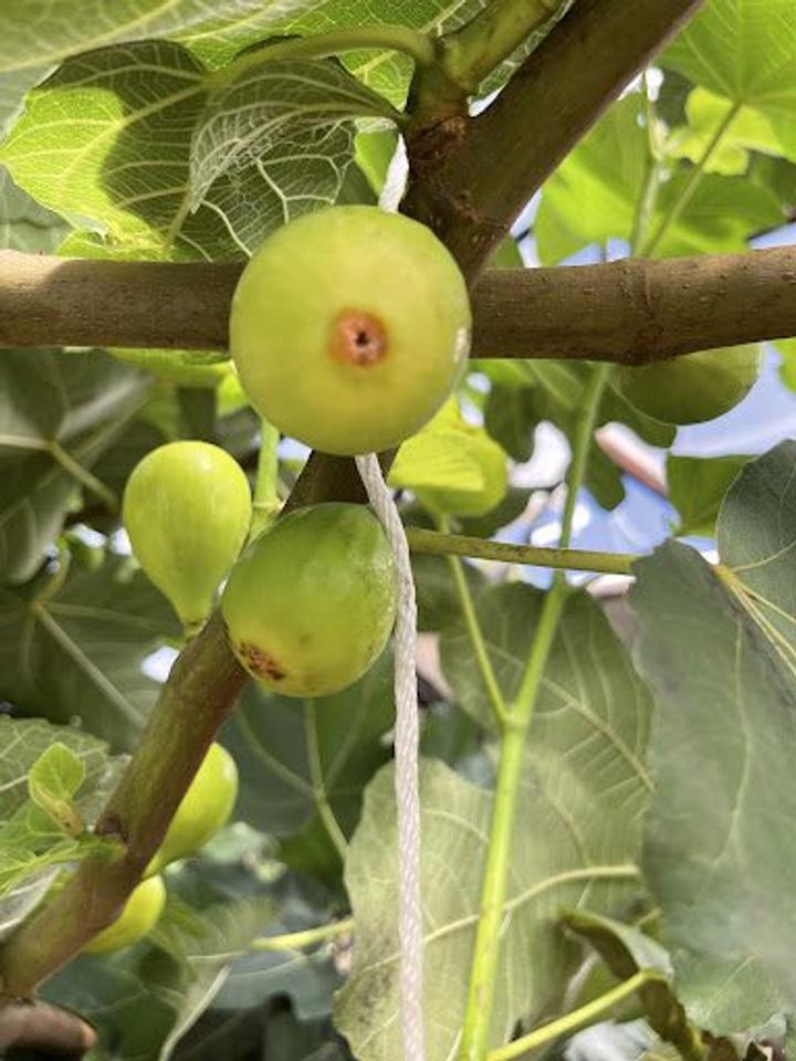Fig eye