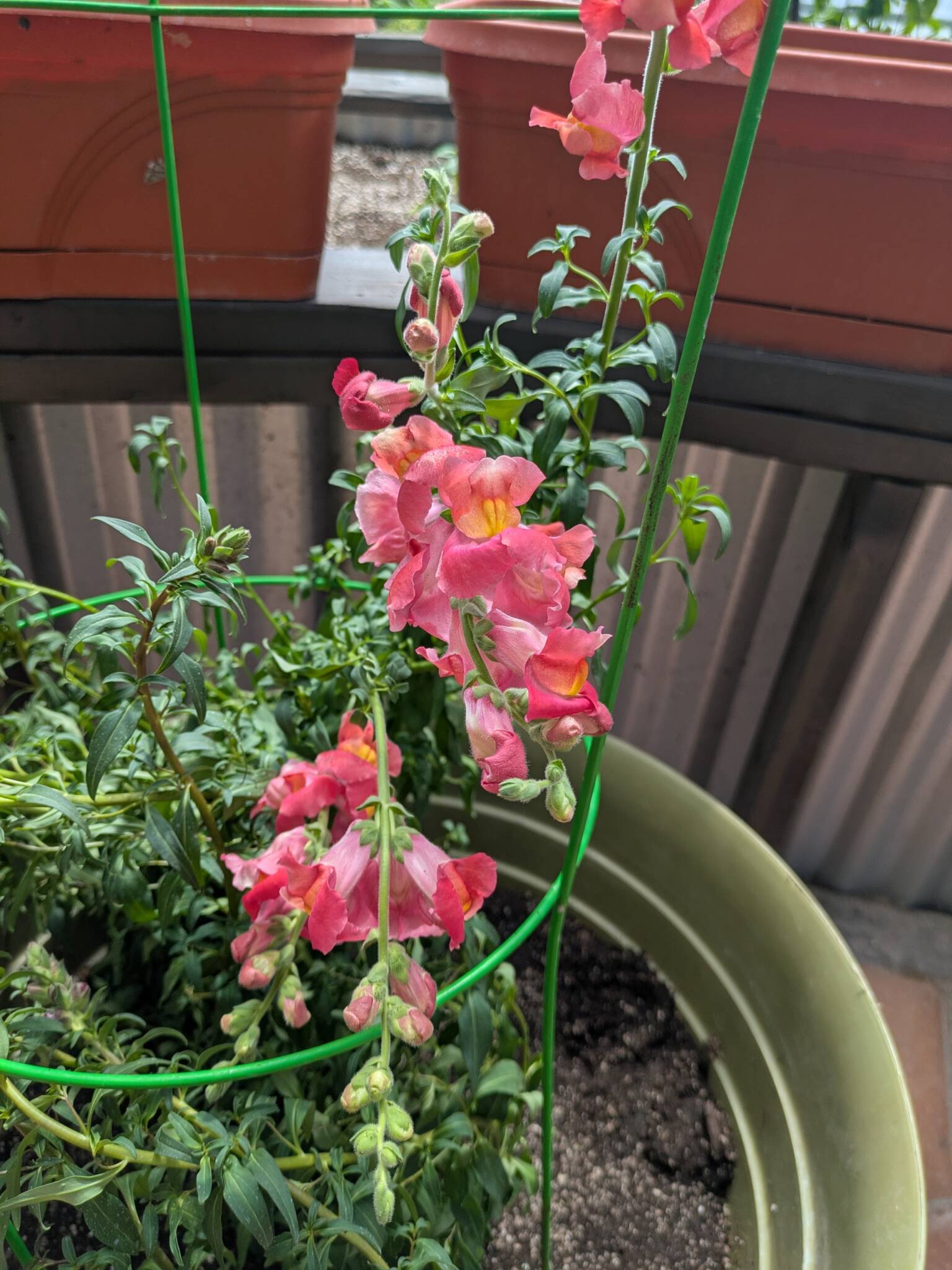 snapdragons in a dome