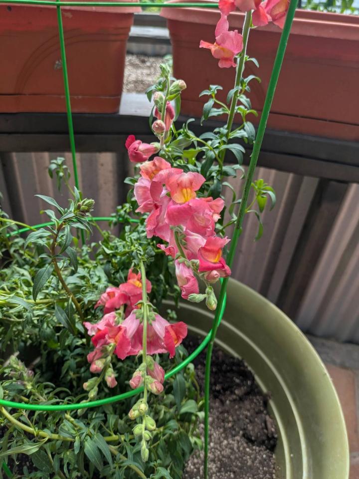 snapdragons in a dome