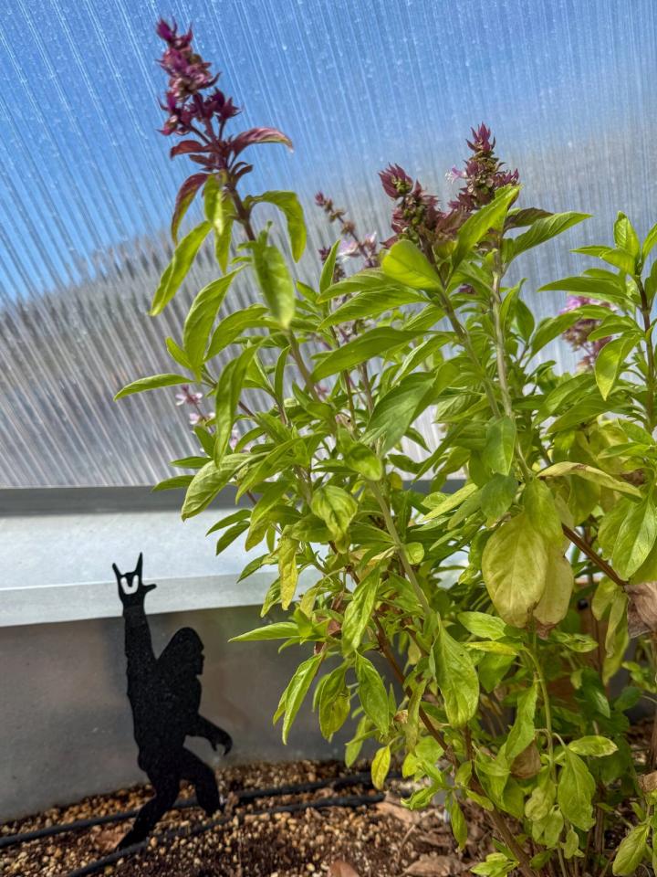Basil plant with purple flowers and a black metal Sasquatch figurine