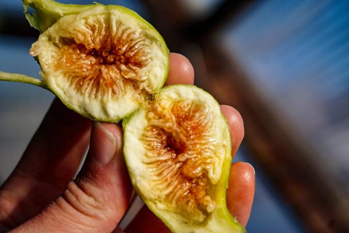Ripe Fig cut in half