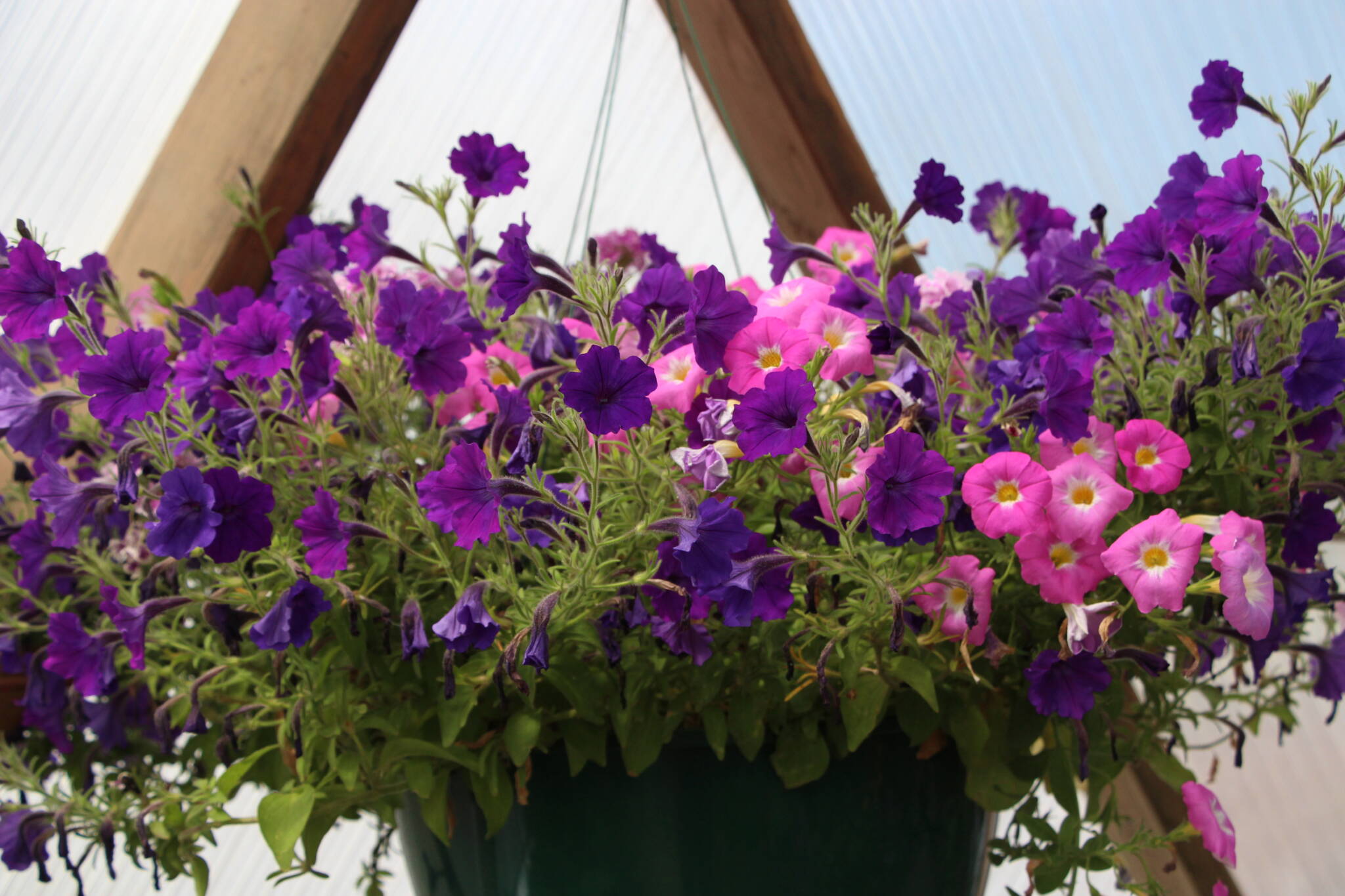 purple and pink petunias in ahanging basket in a dome greenhouse