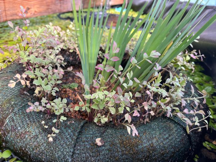 Variegated green, white, and pink leaves of water celery surrounding a cluster of iris