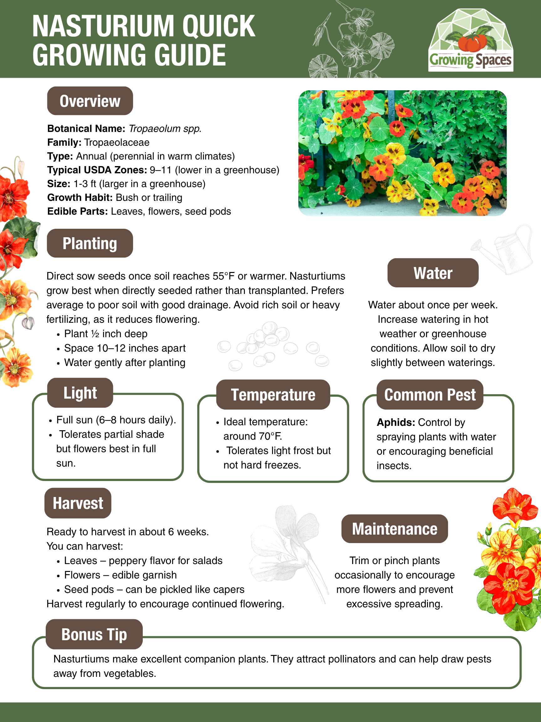 Nasturtium Growing Guide image
