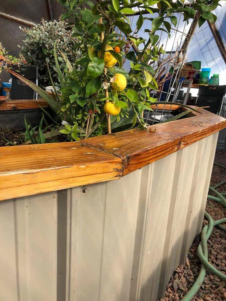 Meyer lemon tree growing in an off grid greenhouse in Colorado