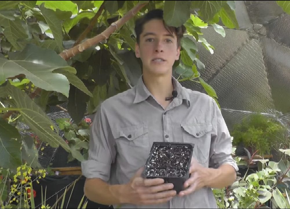seed germination in a Growing Dome