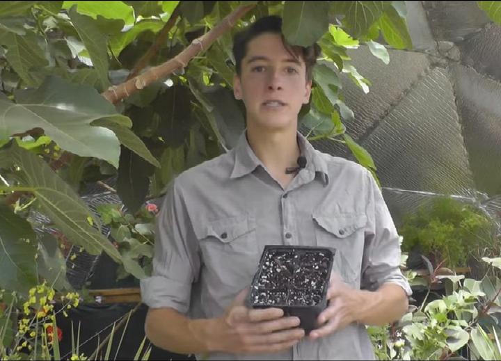seed germination in a Growing Dome
