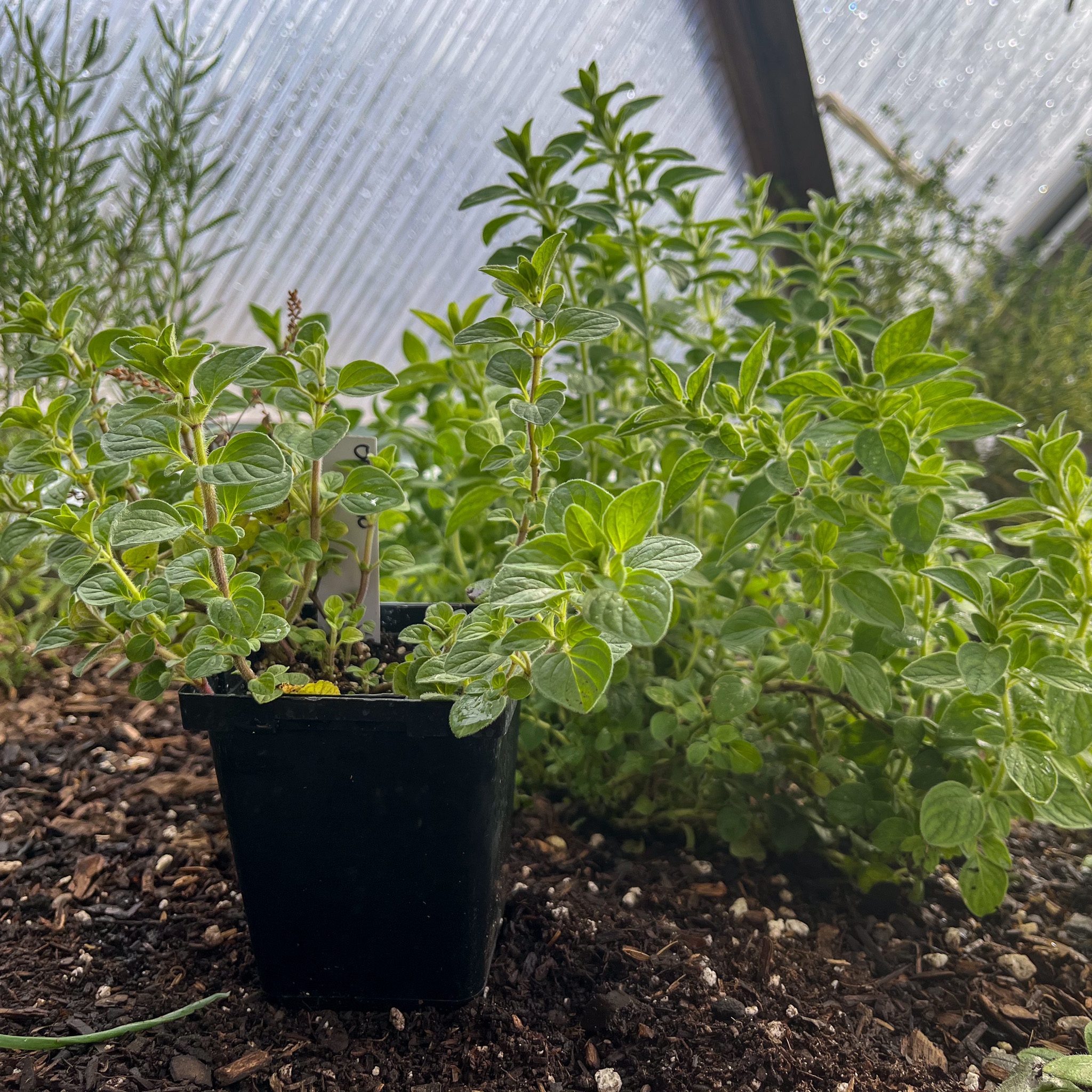 Oregano parent plant and a stem cutting potted up next to it in a greenhouse