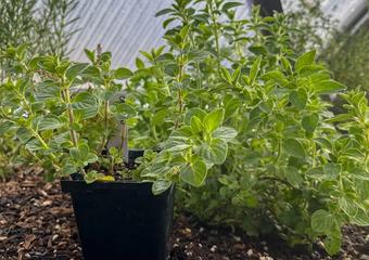 Oregano parent plant and a stem cutting potted up next to it in a greenhouse